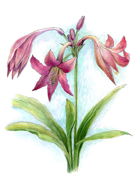 Lily, suluboya çiçek  - Fotoğraf, Görsel