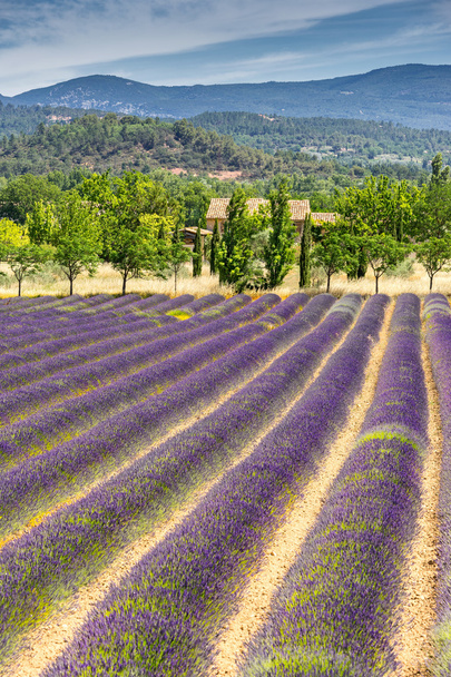 Lavender Field in the Luberon - Photo, Image