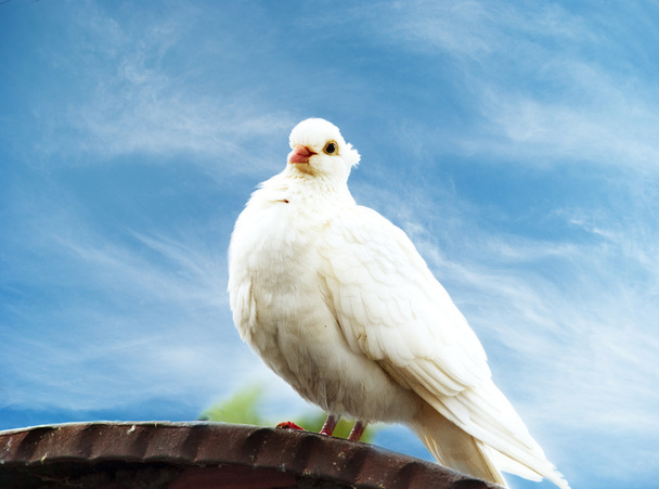 λευκό Περιστέρι - Φωτογραφία, εικόνα