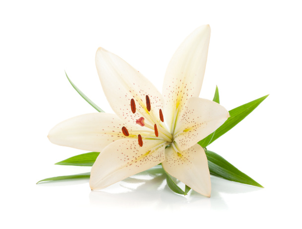weiße Lilie - Foto, Bild