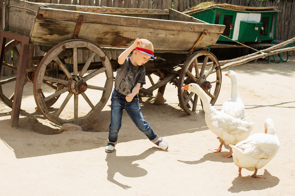 Urban boy playing and having fun with geese on a farm - Photo, Image