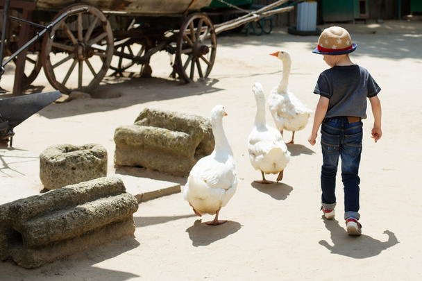 Child playing with geese at pet zoo - Photo, Image