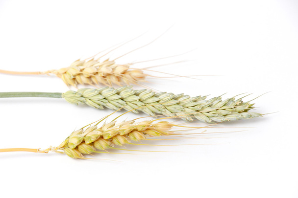 水平の熟した、unripe 小麦の穂 - 写真・画像