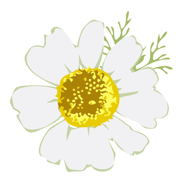 Квітка Біла Стокротка
 - Вектор, зображення