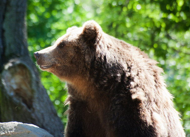 Big brown bear - 写真・画像