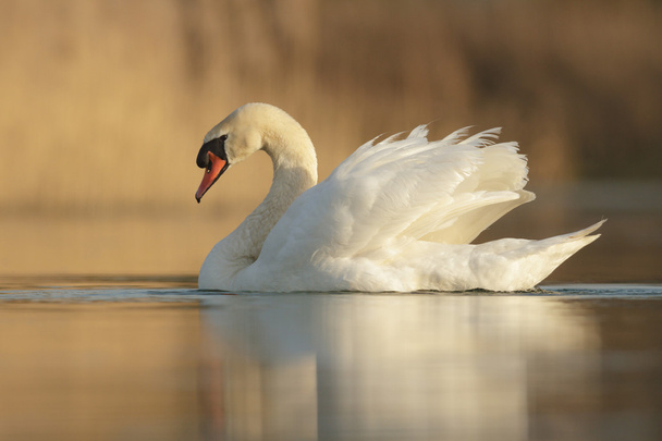 cisne en el lago azul en el día soleado, cisnes en el estanque, serie de la naturaleza - Foto, imagen