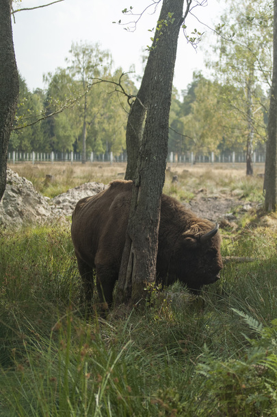 the bison reserve, Belarus - 写真・画像