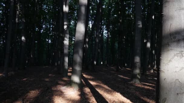 Nap erdős táj - Felvétel, videó