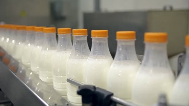 牛乳の製造のためのコンベヤライン - 映像、動画