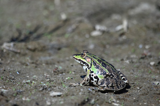 Grüner Frosch auf dem Boden - Foto, Bild