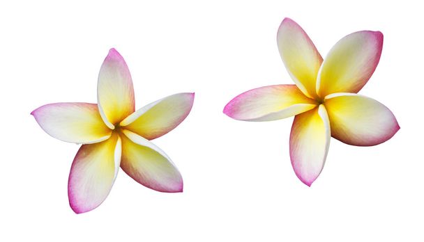 Isolato bella rosa dolce giallo e bianco fiore plumeria o frangipani
 - Foto, immagini