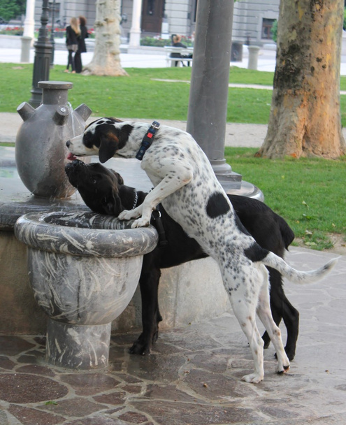 durstige Hunde und Brunnen - Foto, Bild