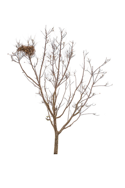 Fa egyetlen régi és halott fa és fiatal hajtás az isol egy gyökér - Fotó, kép