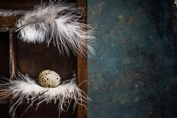 Quail egg on feathers - 写真・画像