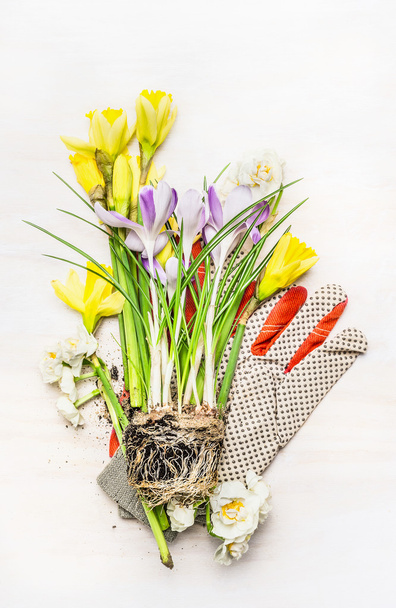 Spring flowers and garden gloves - Φωτογραφία, εικόνα