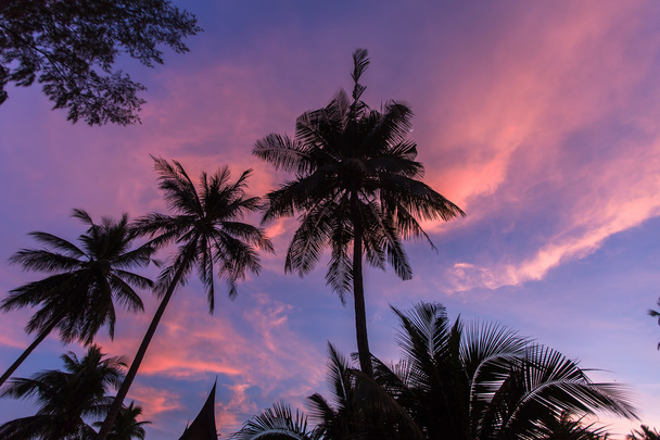 Silhouettes de palmiers au coucher du soleil  - Photo, image