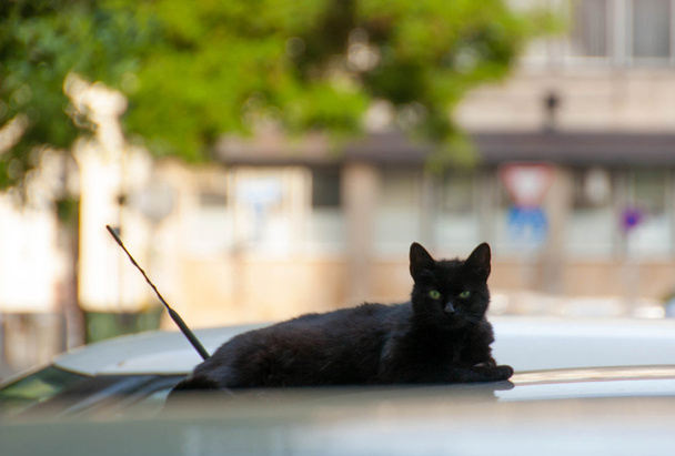 Black cat on car - Photo, Image
