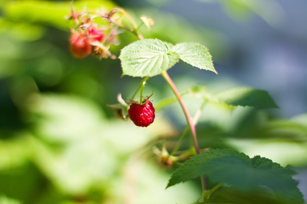 Raspberry tak met een blad - Foto, afbeelding
