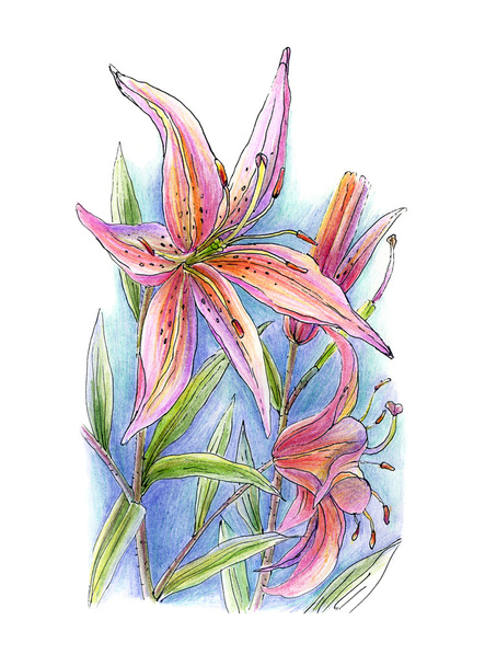 Flor de lirio
  - Foto, imagen