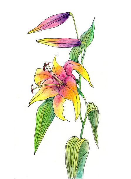 Kézzel rajzolt virág, liliom  - Fotó, kép