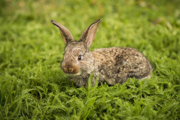 Küçük tavşan yeşil çimlerin üzerinde - Fotoğraf, Görsel