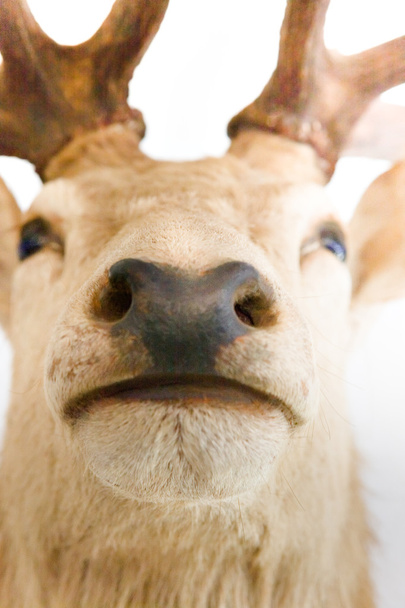 Closeup of an elk or deer Muzzle and nose  - Fotoğraf, Görsel