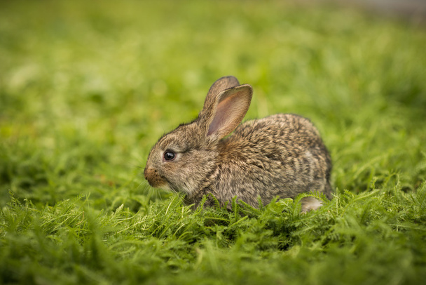 Little rabbit on green grass - Photo, Image