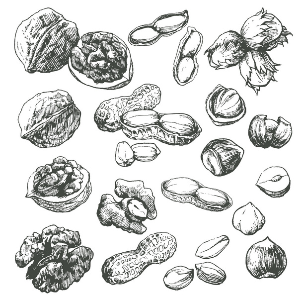 Seeds and nuts - Vektor, kép