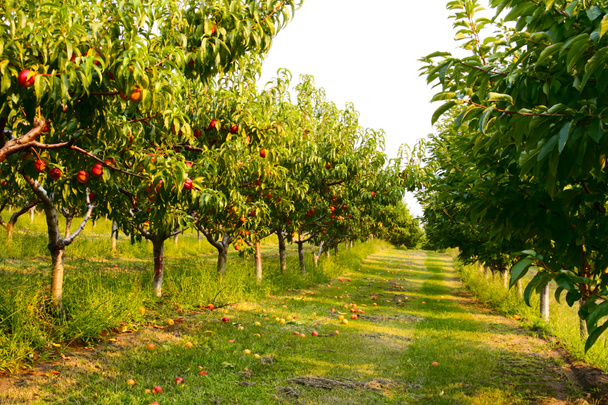 Nectarine orchard - Photo, Image