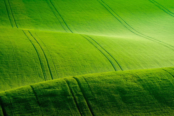 Green wavy hills in South Moravia - Photo, Image