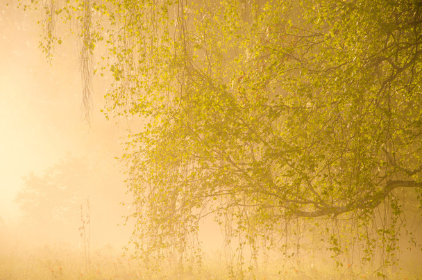 thick morning fog in the summer forest. - Photo, image