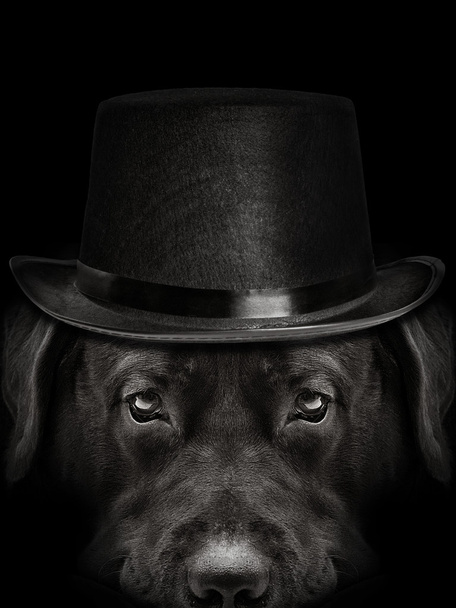 темная морда лабрадора собака в шляпе крупным планом. вид спереди
 - Фото, изображение
