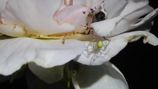 Nachtvideo. Spinne greift Insekten in Nahaufnahme an - Filmmaterial, Video
