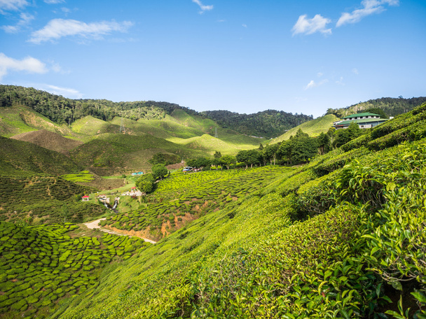 piantagione di tè negli altopiani Cameron
 - Foto, immagini