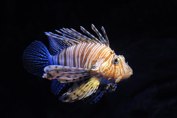 Lionfish rouge
 - Photo, image