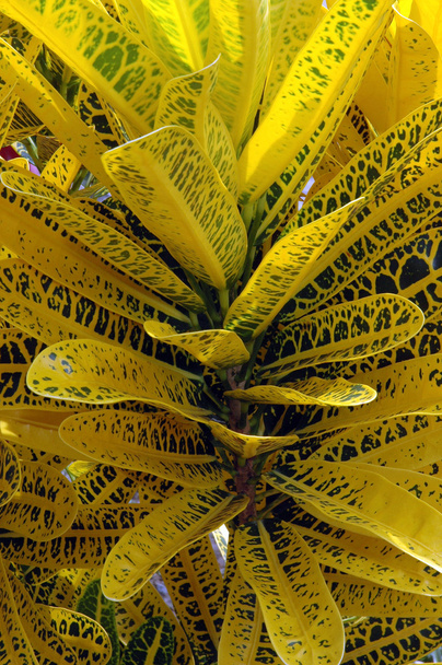 Hermosas plantas de crotón tropical
 - Foto, Imagen