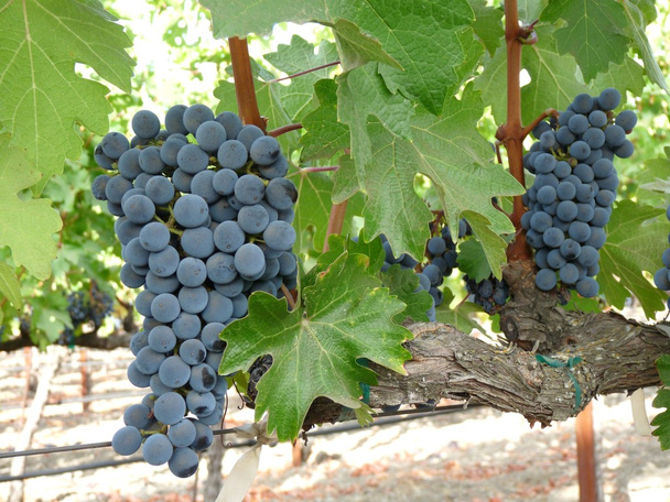 Виноград
 - Фото, изображение