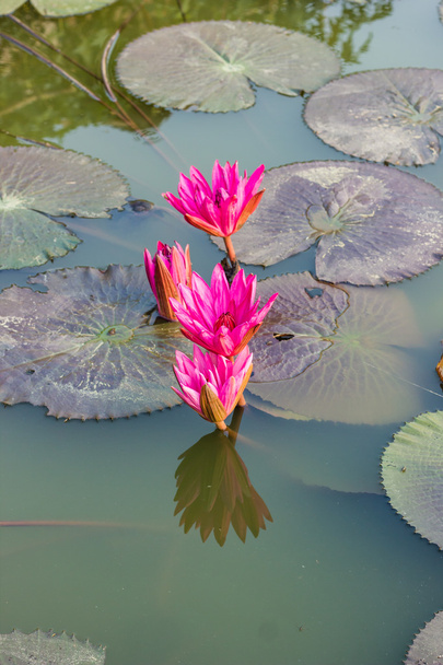 Розовый цветок или цветок лотоса
 - Фото, изображение