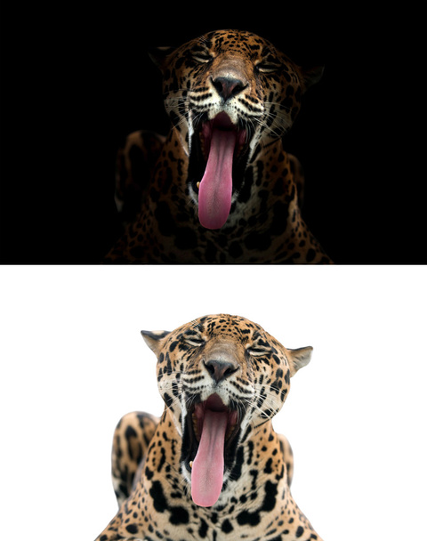 Jaguar-fekete-fehér háttér - Fotó, kép