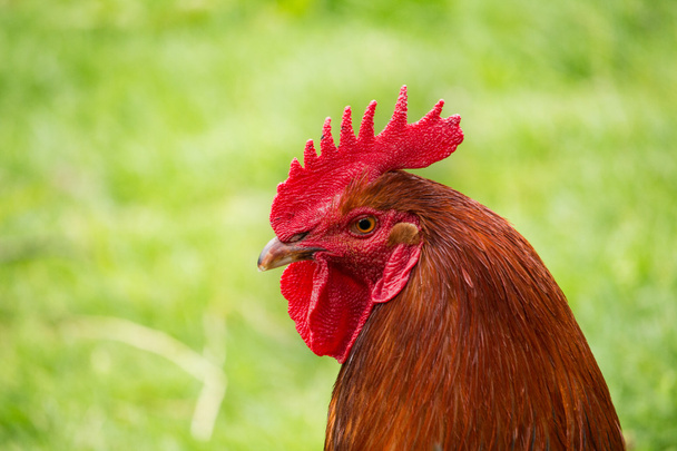 polla de cerca en la granja, verde hierba fondo
 - Foto, imagen