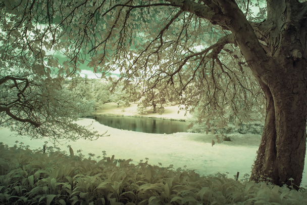 Prachtige infrarood alternatieve landschap kleurenafbeelding van bomen ove - Foto, afbeelding