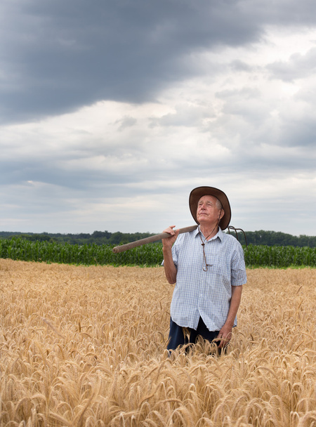 Senior peasant in golden barley field - Фото, изображение