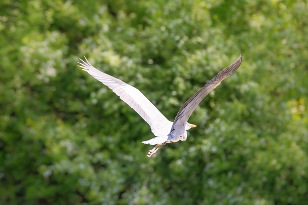 Vliegende vogel van de reiger - Foto, afbeelding