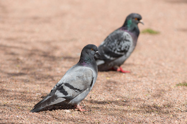 два голубя сидят на земле
 - Фото, изображение