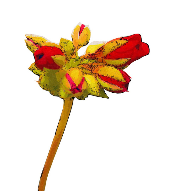 Flower illustration macro style isolated - Foto, immagini