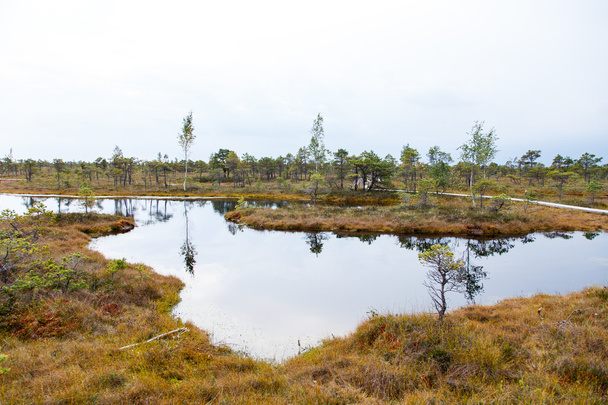 Piękne małe jezioro w parku narodowym Kemeri, Łotwa, odbicie nieba w powierzchni wody. - Zdjęcie, obraz