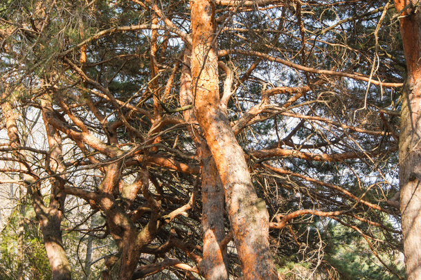 Branches of pine in the sun. - Фото, изображение