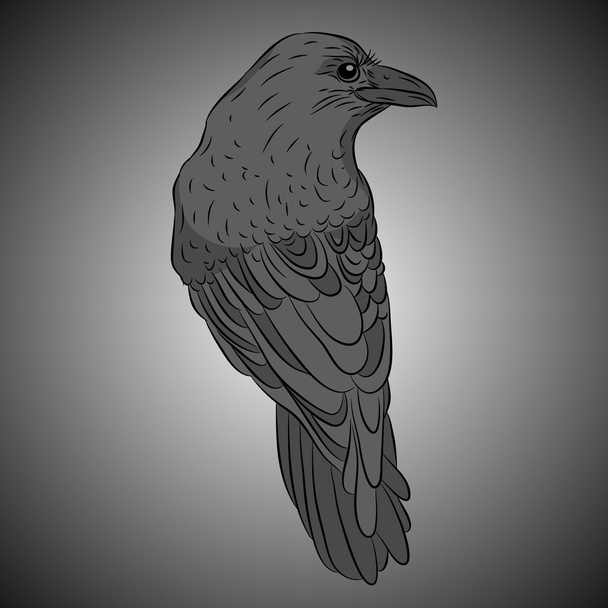 bird crow black gray realistic  - Vector, Image