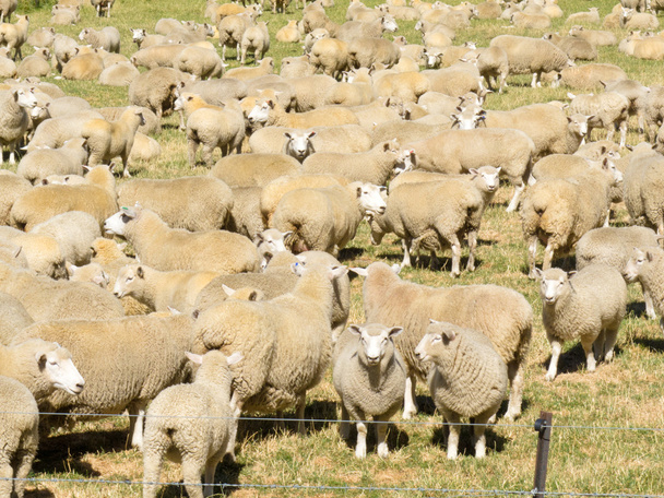 Flock of wool sheep close together in field - Photo, Image