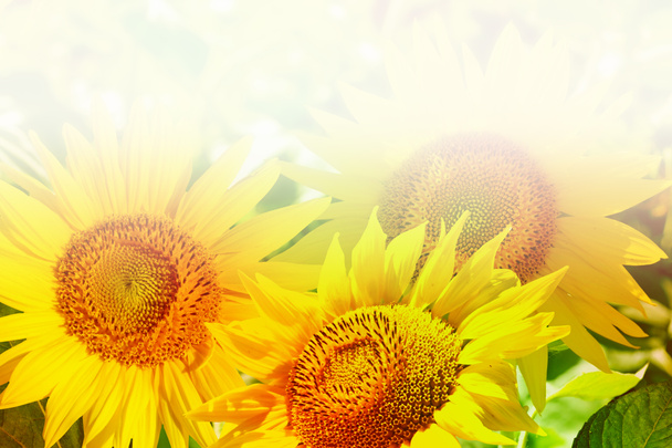 Kaunis auringonkukkapelto kesällä
 - Valokuva, kuva